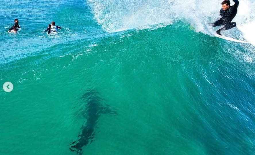 Ian Gentil na onda com tubarão perto em Jeffreys Bay, na África do Sul