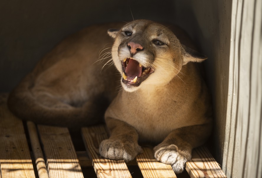 Onça parda capturada em Macaé foi levada Centro de Triagem de Animais Silvestres (Cetas), em Seropédica