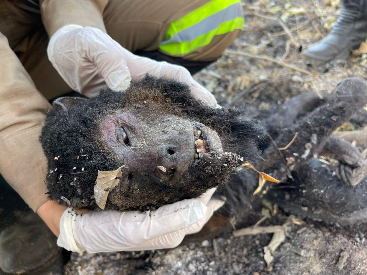 Incêndios colocam animais do pantanal em risco — Foto: Divulgação/gradbrasil