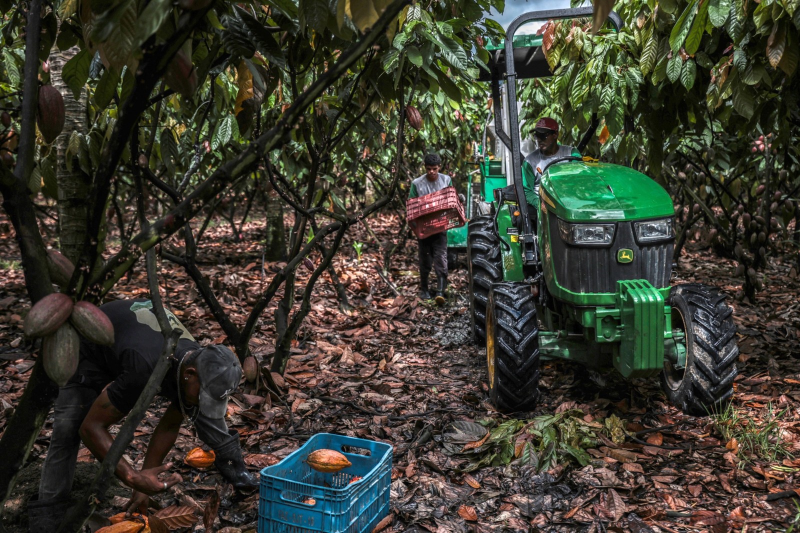 Plantação de cacau em Eunápolis, na Bahia — Foto: Dado Galdieri/Bloomberg