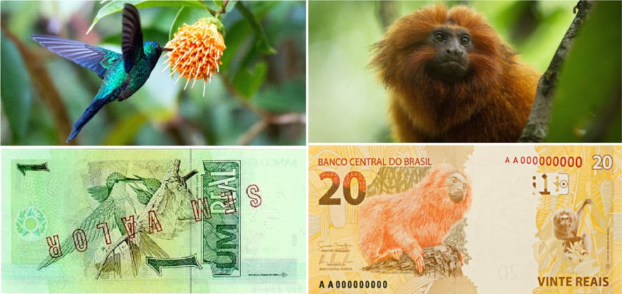Beija-flor e mico-leão-dourado são animais típicos da fauna brasileira que foram escolhidos para estampar as notas de um e 20 reais.