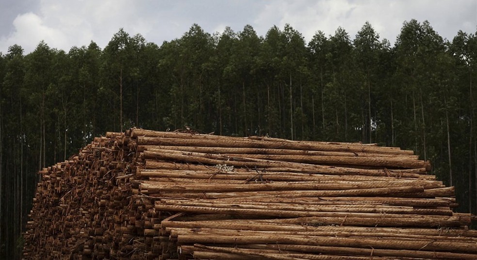 Exportações de papel e celulose são 100% certificadas — Foto: Dado Galdieri/Bloomberg