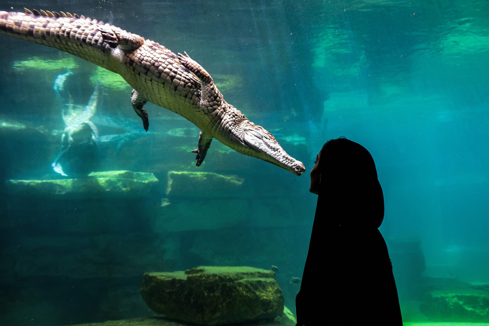 Visitante observa um crocodilo-do-nilo num aquário do Dubai Crocodile Park, que acabou de ser inaugurado nos Emirados Árabes Unidos — Foto: Giuseppe Cacace / AFP