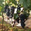 Uvas da Sacramentos, que produz o melhor vinho tinto brasileiro - Divulgação