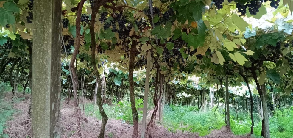 Uvas da propriedade de Odair Molon em Flores da Cunha (RS). O agricultor teve perdas de 40% na produção devido às doenças nos cachos de uvas causadas pelo excesso de chuvas no município — Foto: Arquivo pessoal/ Odair Molon