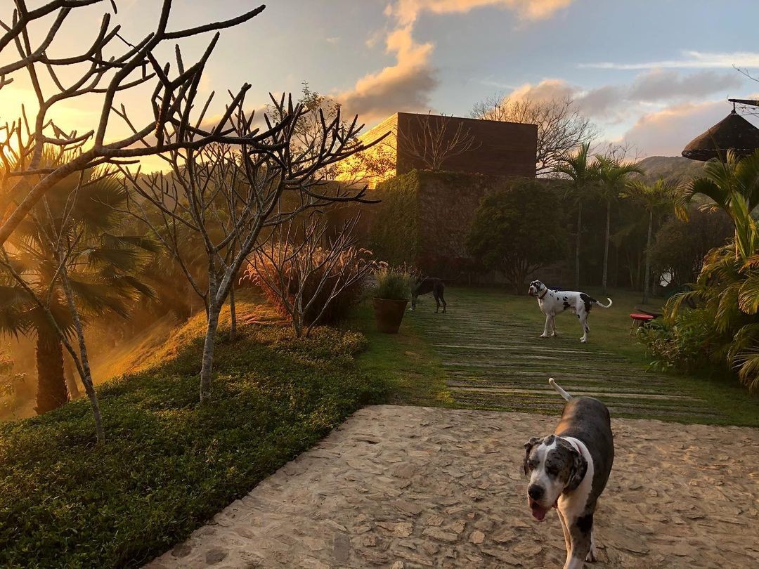 Os cachorros de Ricardo Tozzi no jardim da casa do ator, na região de Itaipava, em Petrópolis — Foto: Reprodução / Instagram