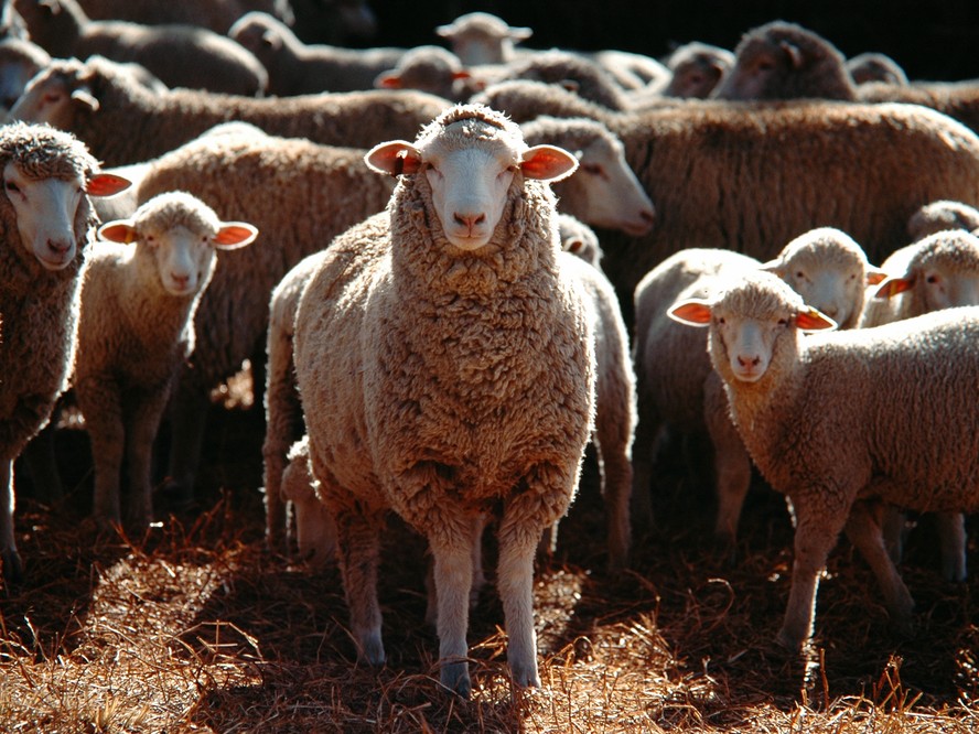 Com setor em crise, fazendeiros da Austrália têm se desfeito de rebanhos e doado animais