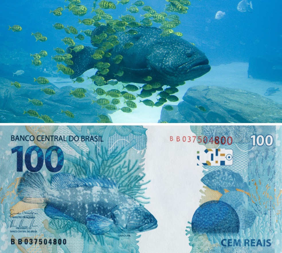 Estampada na nota de 100 reais, a garoupa vive em águas profundas do litoral brasileiro — Foto: SPL/Latinstock e Reprodução/Banco Central do Brasil