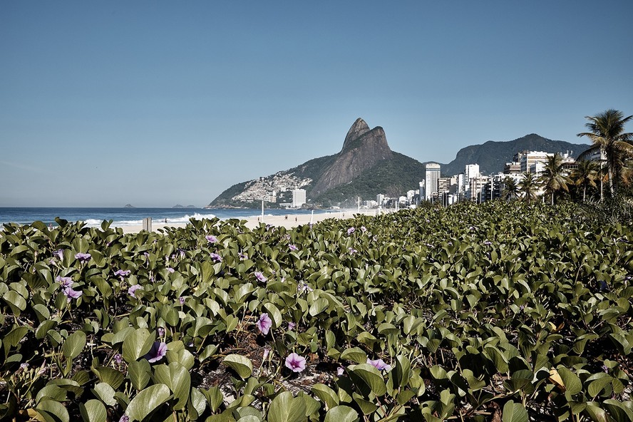 Restinga. Vegetação na orla de Ipanema e Leblon terá manutenção e recuperação