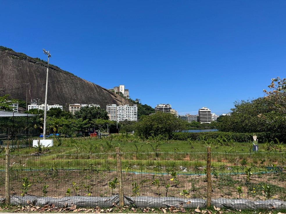 Trecho do Parque Cantagalo recebeu novas espécies de plantas — Foto: Subprefeitura da Zona Sul