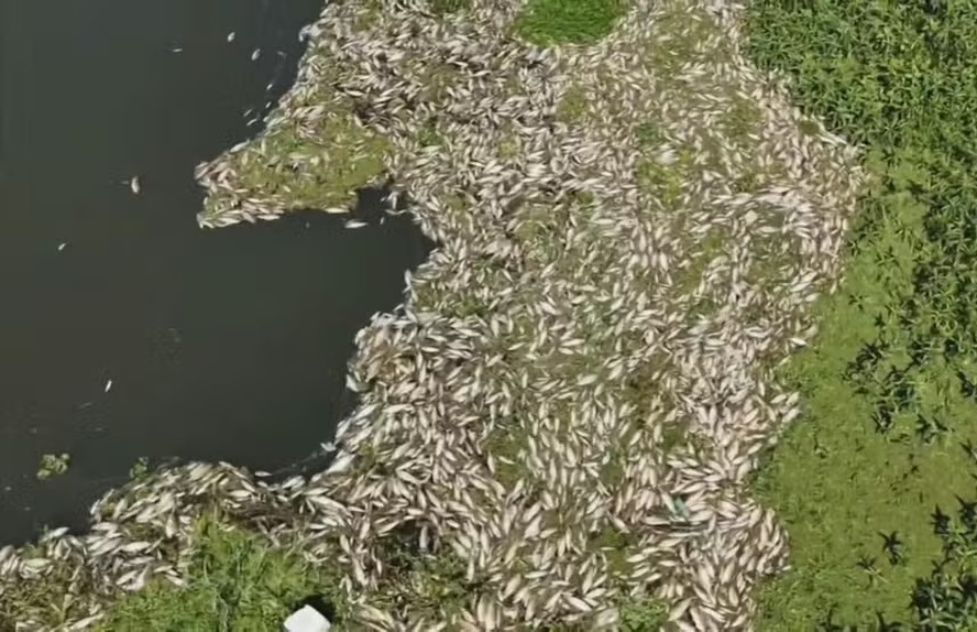 Governo de SP usará drones para estimar número de morte de peixes após contaminação de rios