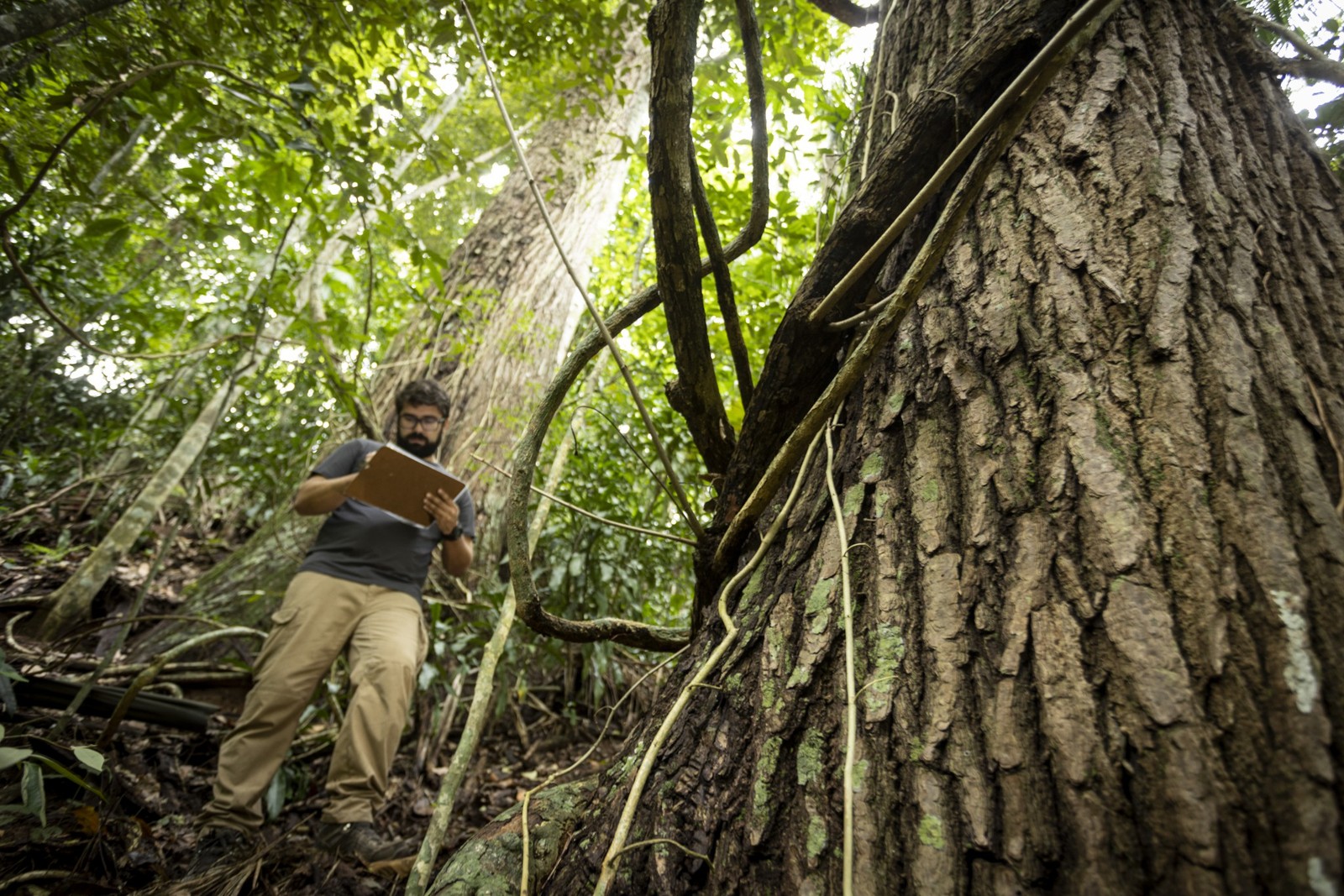 Gabriel Sales e os cedros com 150 anos localizados dentro do Parque da Floresta da Tijuca — Foto: Márcia Foletto