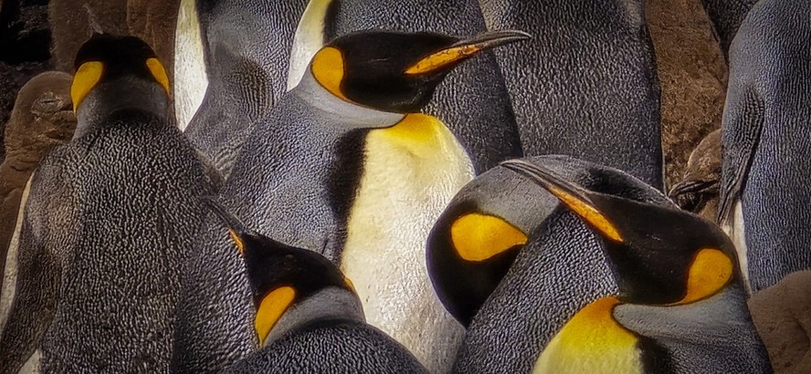 Pinguins nas ilhas Falklands