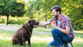 Estudo diz que o cérebro dos cães 'sincroniza' com o dos tutores