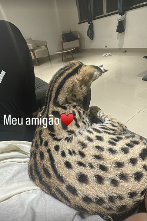 Fernanda chama carinhosamente o animal de "onça" e "filho" em registros — Foto: Reprodução/ Instagram