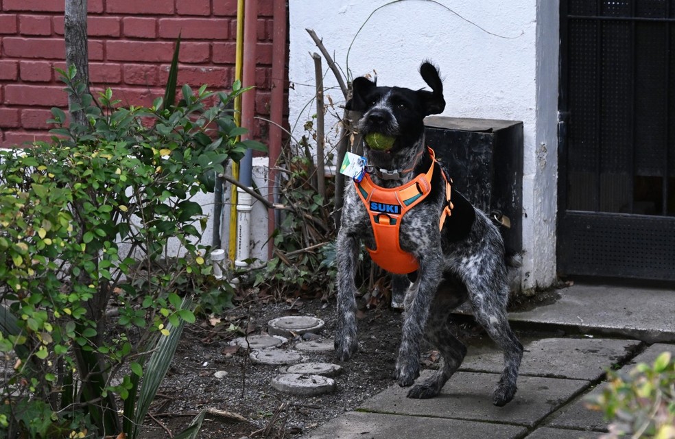 Conheça Suki, a cadela com olfato capaz de detectar vazamentos de água subterrânea no Chile — Foto: RODRIGO ARANGUA/AFP