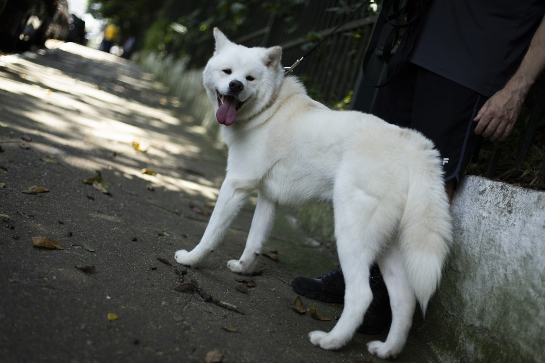 Saquê e seu passeador. Assim como nós, animais precisam de bastante água para se manterem hidratados — Foto: Maria Isabel Oliveira / Agência O Globo.