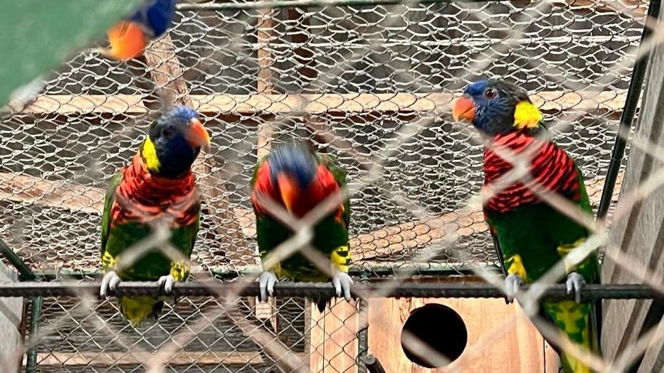 Aves exóticas apreendidas no Rio Grande do Sul — Foto: Divulgação/PF