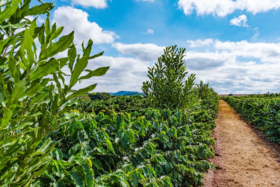 Café arábica com as recém-plantadas árvores de macadâmia em um dos espaços da fazenda de Alberto Samaja em Brotas — Foto: Arquivo pessoal de Alberto Samaja