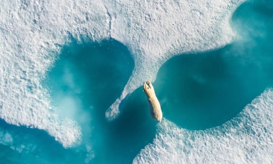 Um urso polar pula entre pedaços de água congelada no Canadá. O fotógrafo Florian Ledoux capturou o momento usando um drone em agosto de 2018. Animais estão enfrentando uma série de ameaças que estão afetando seu futuro status populacional. 'Eles estão entre os primeiros refugiados da mudança climática', escreveu Ledoux