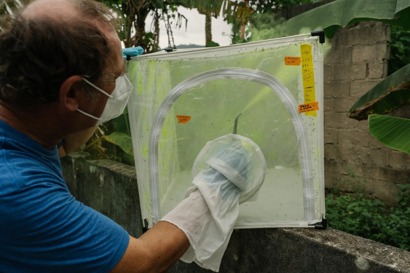 Cornel espanando mosquitos com pó fluorescente antes de soltá-los ao pôr do sol. — Foto: Natalija Gormalova / The New York Times