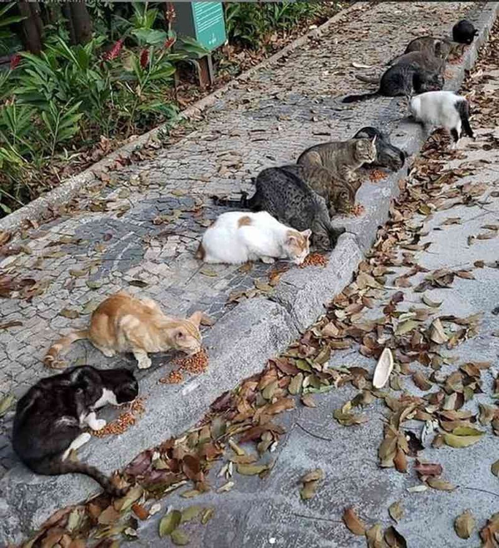 Gatos no parque municipal de Belo Horizonte — Foto: Reprodução/Redes Sociais