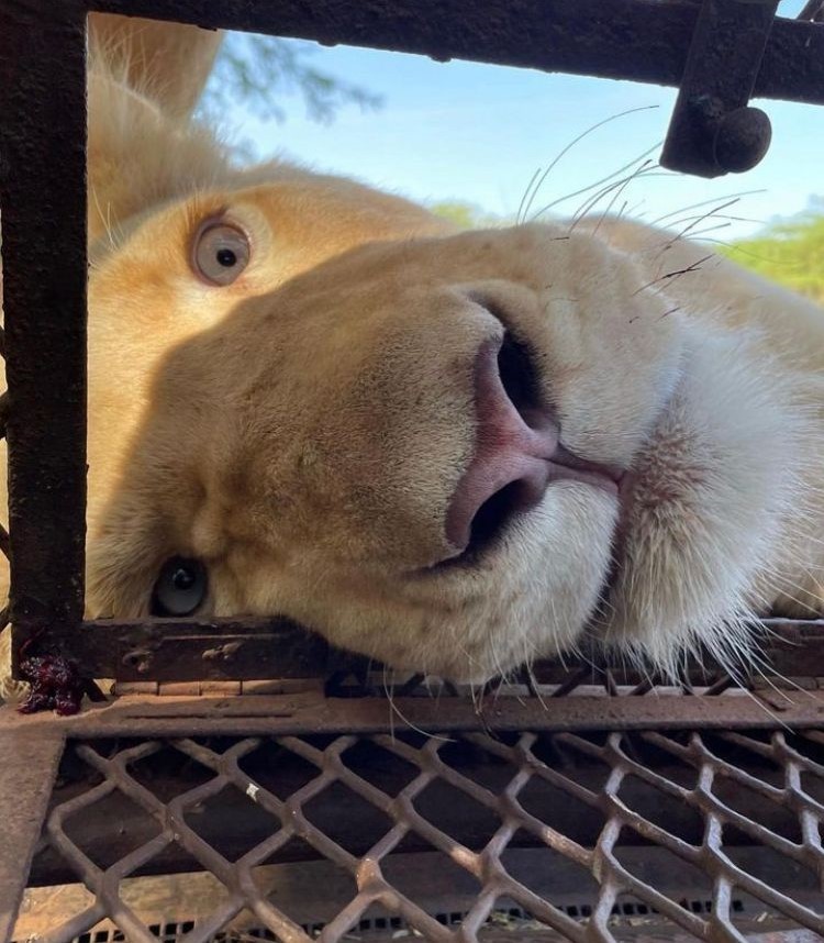 Turistas podem se aproximar de felinos no parque Ranch de Bandia — Foto: Reprodução / Ranch de Bandia