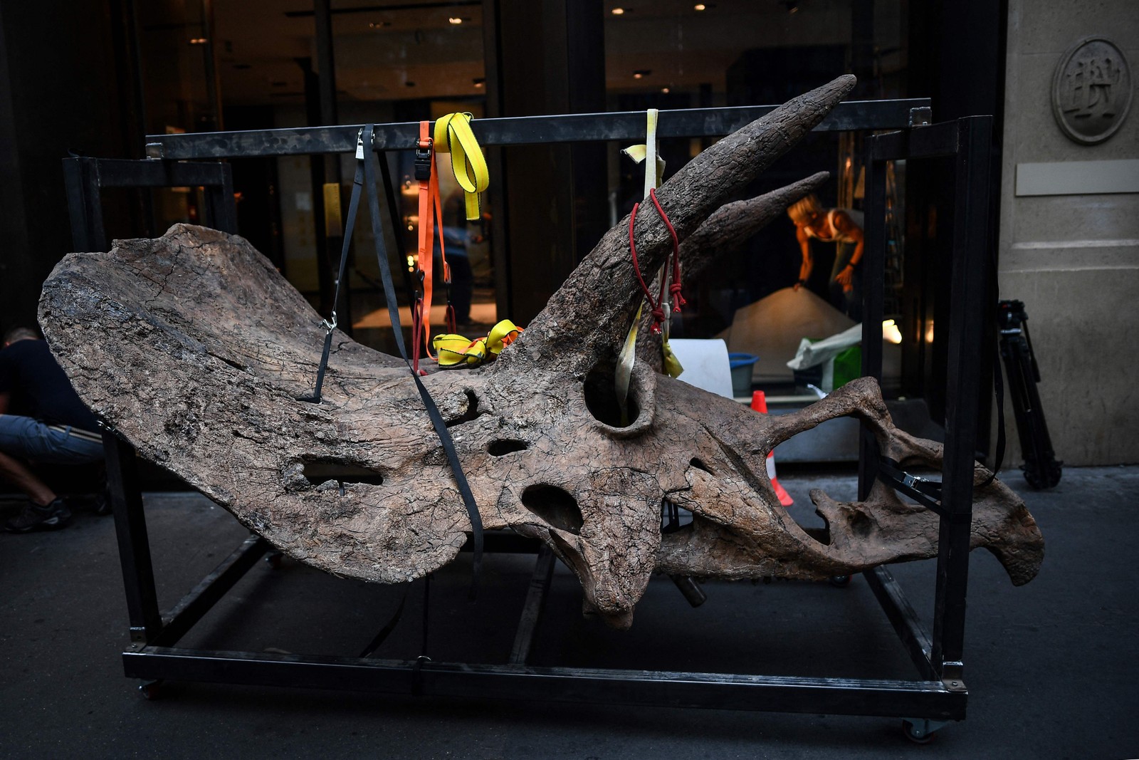Crânio de um tricerátopo sendo levado para uma galeria onde será exposto antes de sua venda em leilão na casa de leilões Drouot. em outubro. - "Big John", o maior tricerátopo conhecido, com mais de 66 milhões de anos e um esqueleto de 8 metros de comprimento, está em exibição em Paris até 20 de outubro, quando será leiloadoAFP