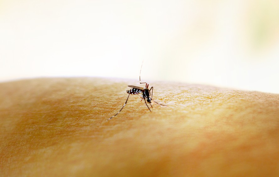 Mosquito Aedes aegypti, transmissor de dengue, zika e chikungunya.