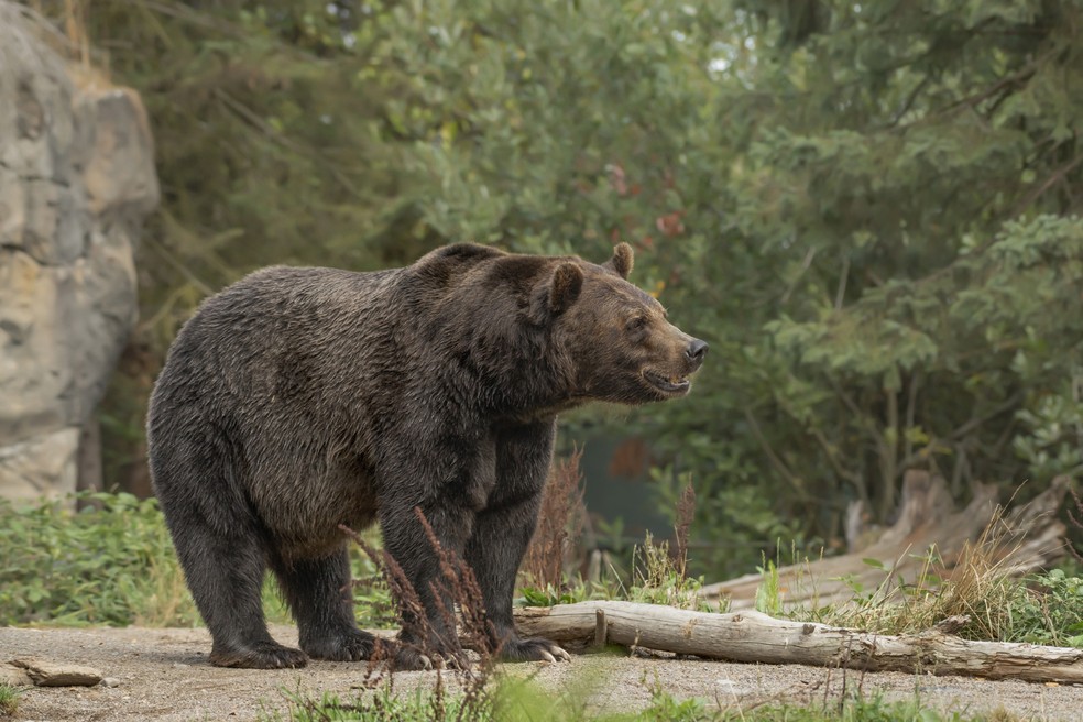 Urso — Foto: Freepik