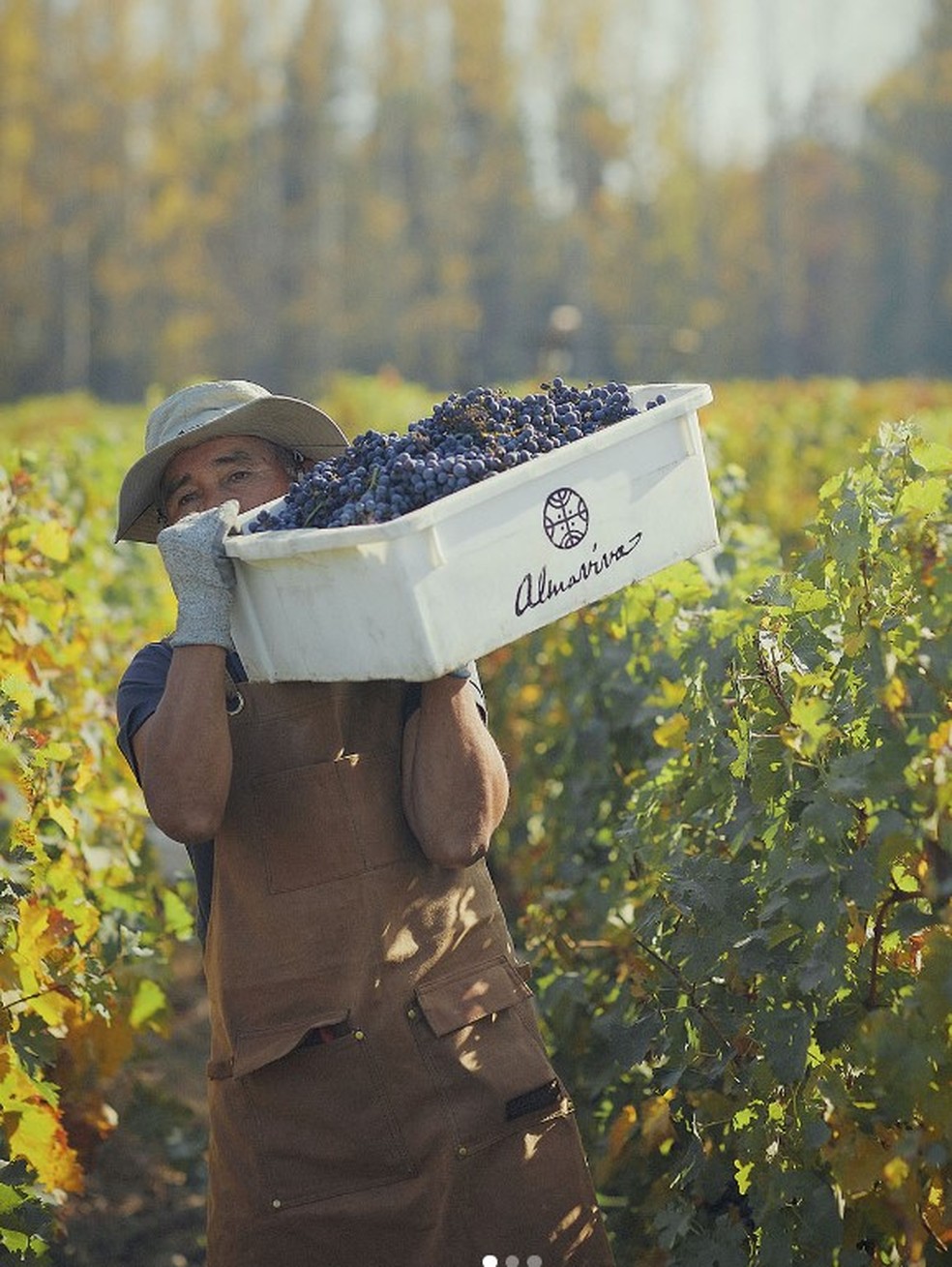 A colheita das uvas para a produção do Almaviva é manual — Foto: Divulgação