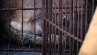 Produtores de cachorro da Coreia do Sul levaram animais em gaiolas e ameaçaram soltar 2 milhões de cães em Seoul — Foto: Anthony WALLACE / AFP