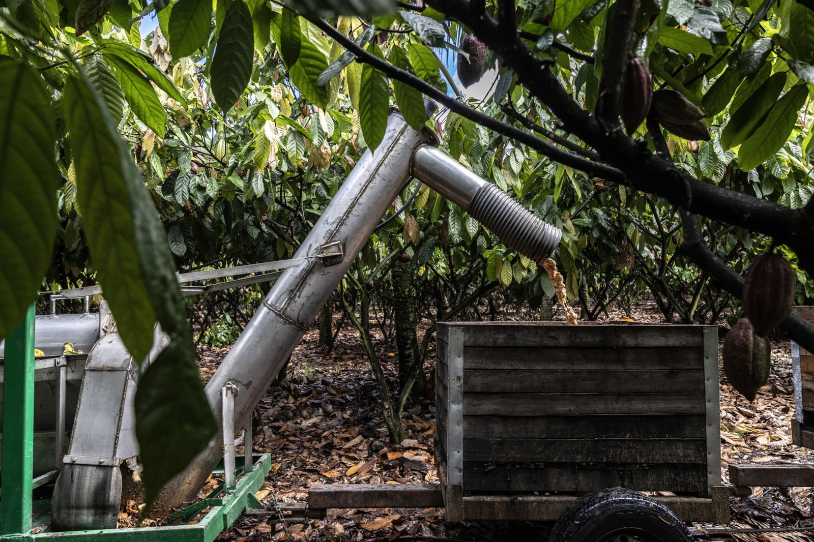 Máquina usada para descascar cacau em uma fazenda em Eunápolis, no estado da Bahia — Foto: Dado Galdieri/Bloomberg