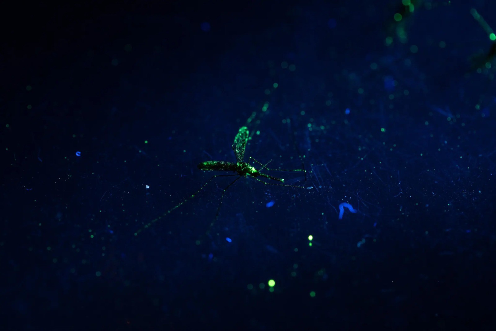 Uma fêmea do mosquito Anopheles, marcada com pó fluorescente, ao microscópio num laboratório de campo na ilha do Príncipe. Apenas as fêmeas dos mosquitos picam os humanos e, assim, espalham doenças. — Foto: Natalija Gormalova / The New York Times