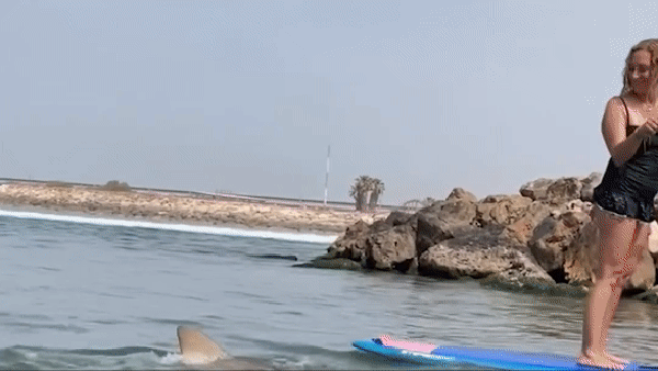 Tubarão derruba praticante de stand-up paddle — Foto: Reprodução