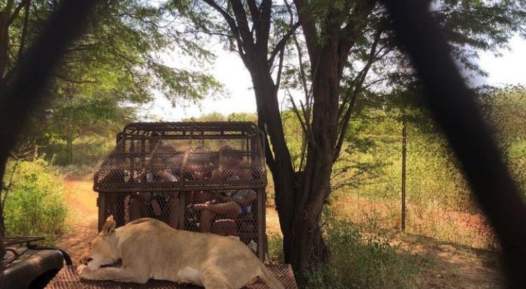 Turistas visitam o parque Ranch de Bandia, no Senegal — Foto: Reprodução / Ranch de Bandia