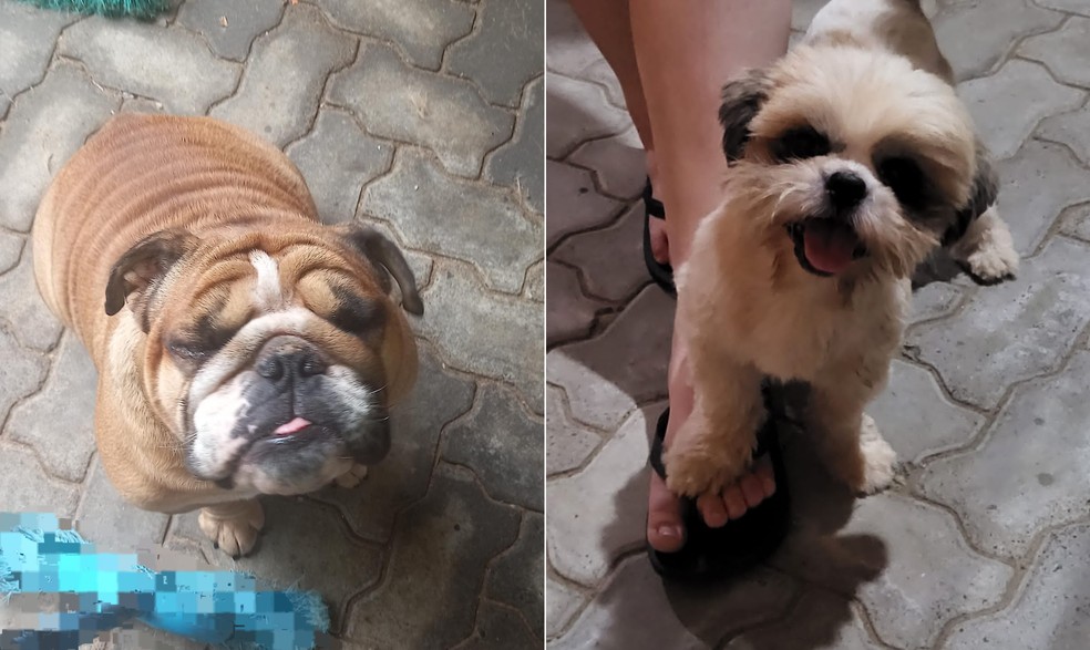 Os cães Tunico e Cookie estão desaparecidos em Mathias Velho — Foto: Arquivo Pessoal