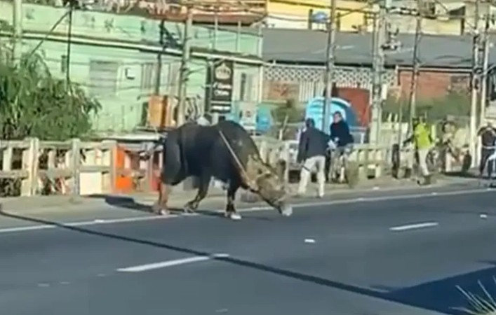 Um búfalo na pista parou o trânsito em São Gonçalo — Foto: Reprodução