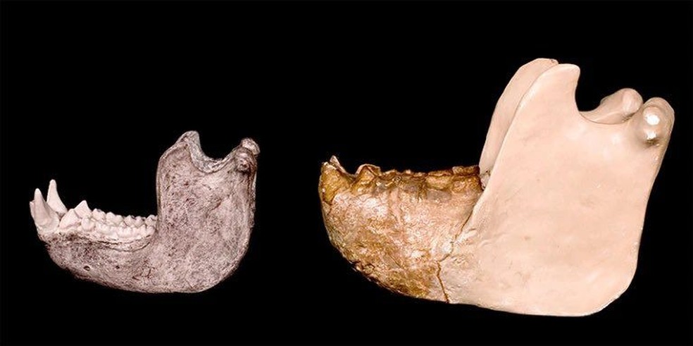 Comparação do osso da mandíbula inferior de um gorila (esquerda) e uma reconstrução a partir de um fragmento de um osso da mandíbula negra de Gigantopithecus (direita) — Foto: Reprodução