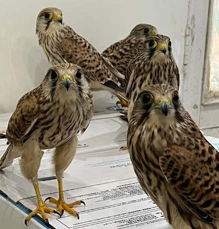 No total 750 passaros foram apreendidos na operação; na foto, aves encontradas no Paquistão por autoridades — Foto: Divulgação Interpol