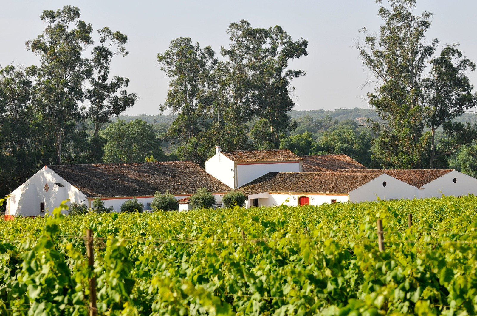 A Herdade do Mouchão produz um vinho tinto que é considerado um dos melhores de Portugal — Foto: Divulgação