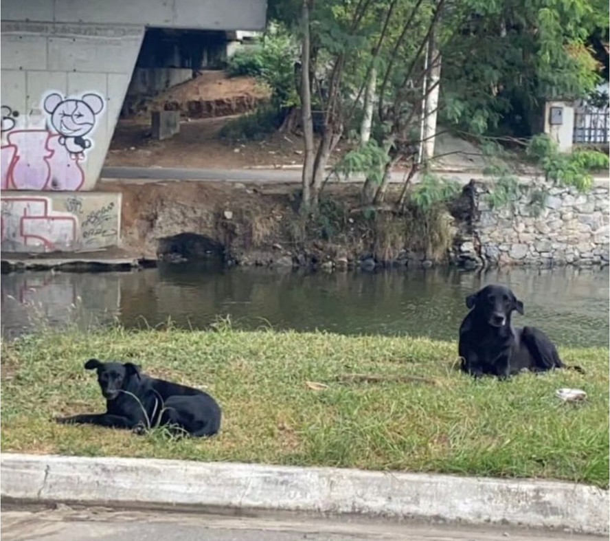 Final feliz para dois cachorrinhos que,  mesmo expulsos, ficaram em frente ao condomínio onde moravam