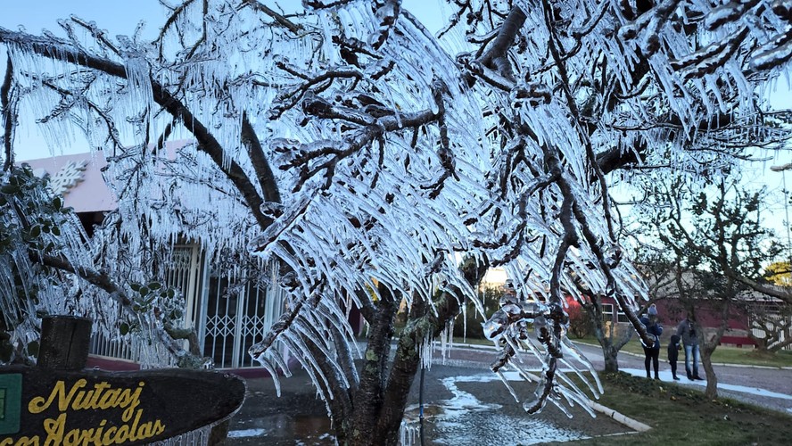 Árvores ficam congeladas no frio de São Joaquim (SC)