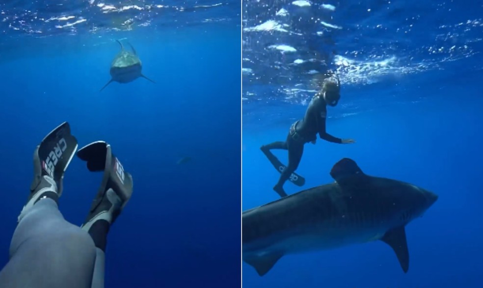Manter-se calmo, apesar de difícil, é crucial para aumentar as chances de vida caso fique frente a frente com um tubarão — Foto: Instagram/Kayleigh