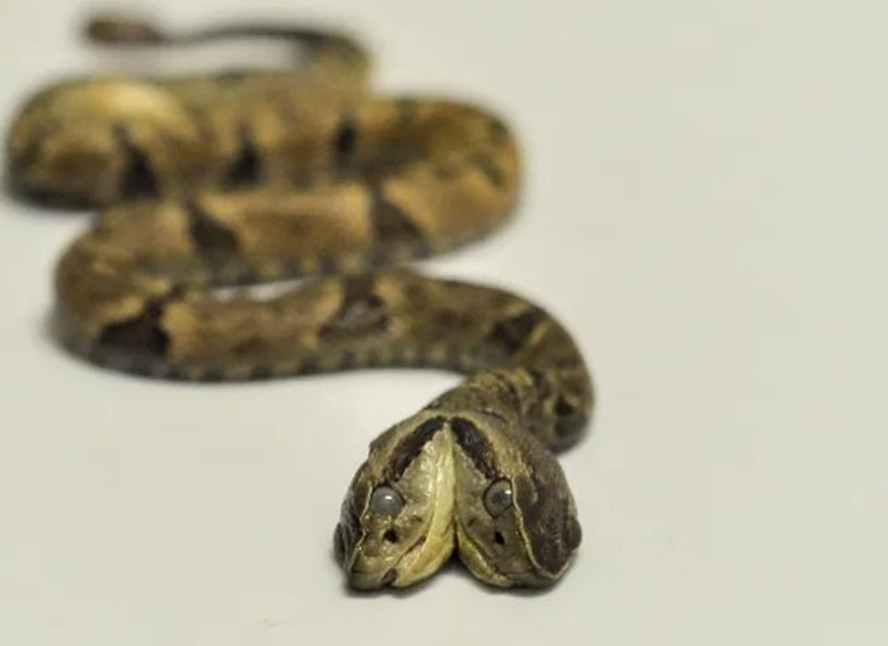 Serpente nasceu morta com condição rara é conhecida como bicefalia e ocorre apenas em cerca de um a cada cem mil nascimentos de serpentes