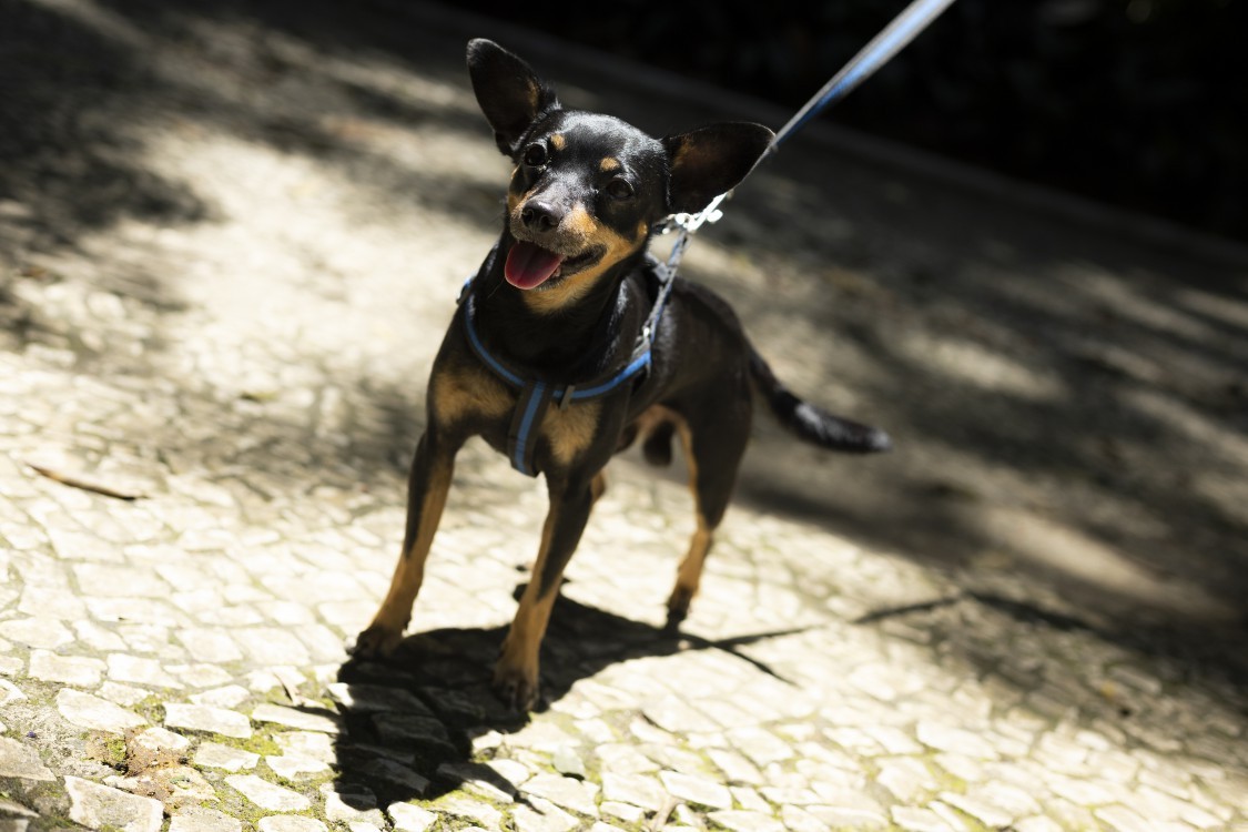 Pitt durante passeio com seus donos no Parque Trianon. Especialistas chamam atenção para temperatura do chão, que, neste calor, pode ferir as patas dos pets — Foto: Maria Isabel Oliveira / Agência O Globo