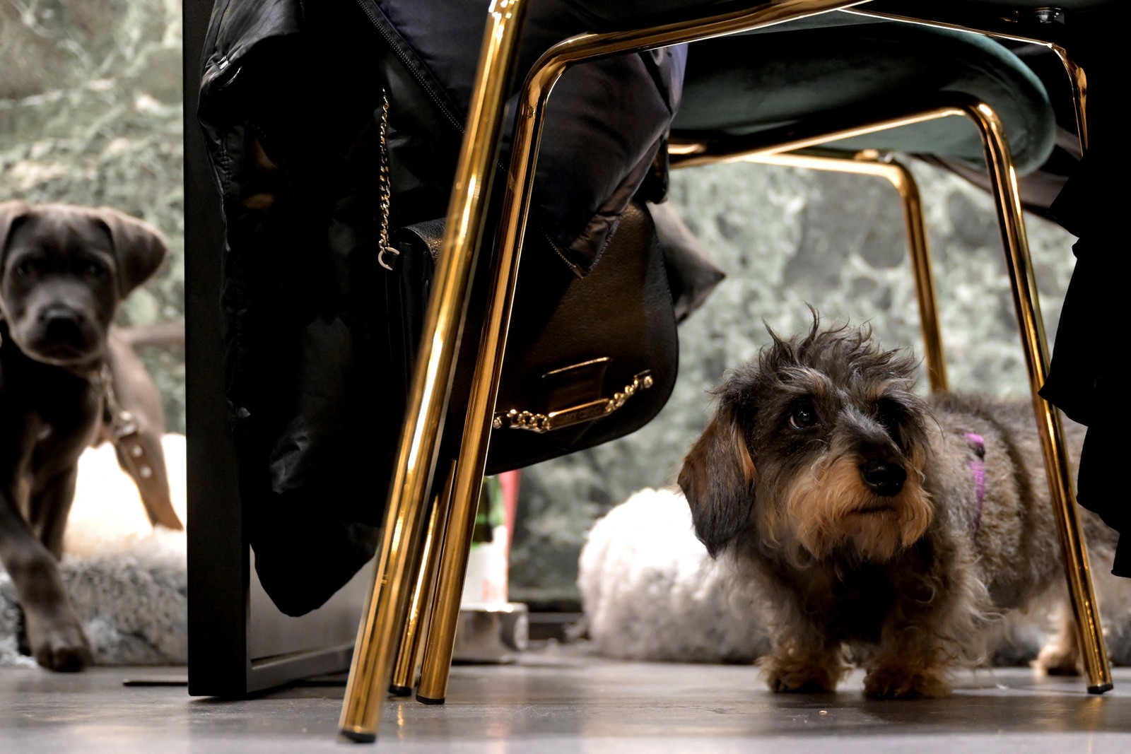 Preço das porções em restaurante Fiuto depende do porte do animal — Foto: TIZIANA FABI / AFP