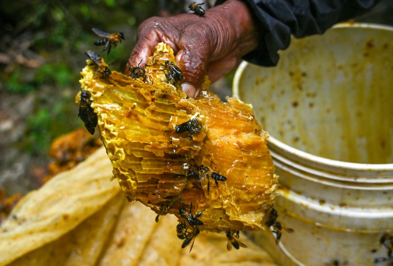 Nepaleses fazem coleta de 'mel alucinógeno' no Himalaia — Foto: AFP