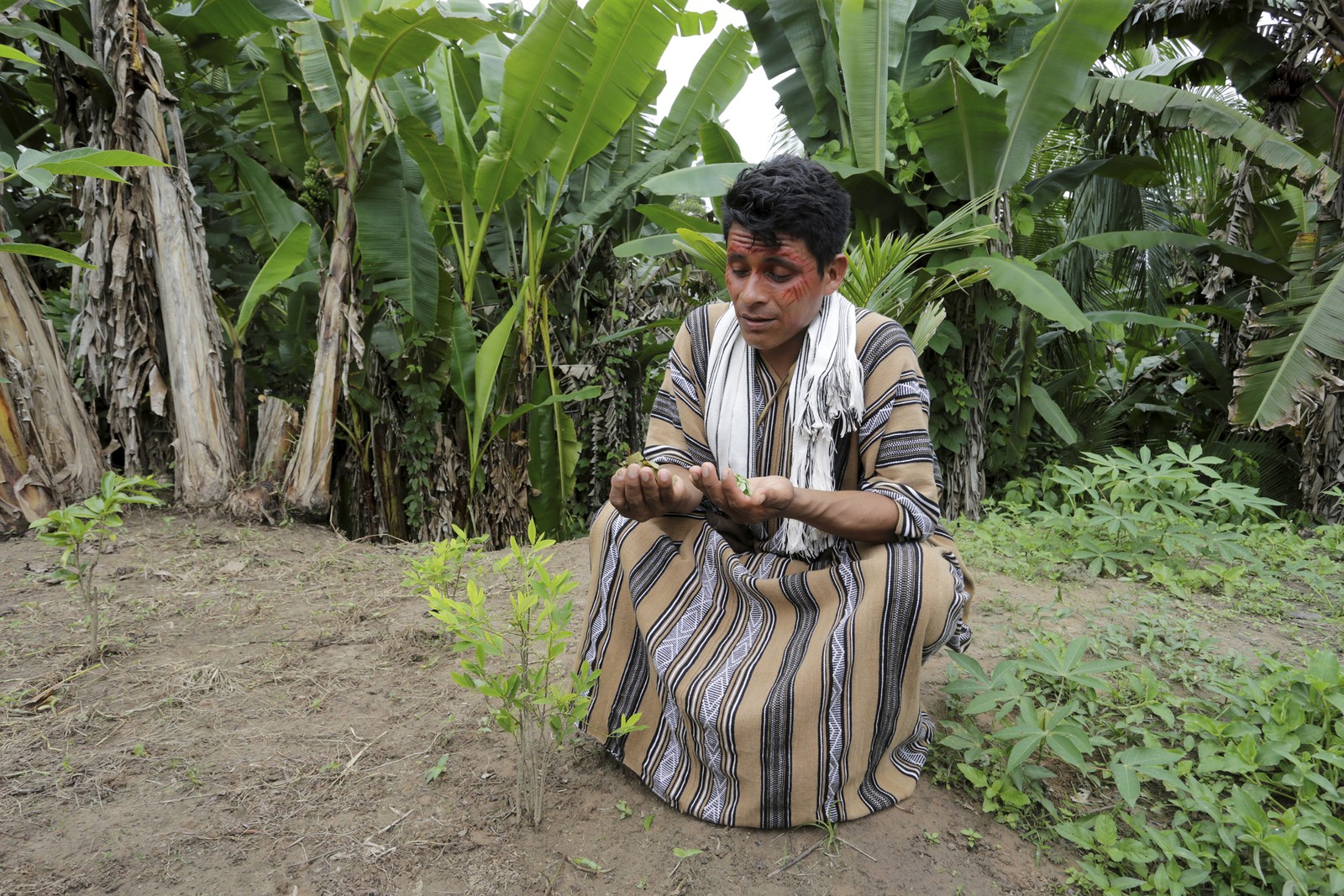 O líder ahasninka Enison Pyãko em frente a um pé de coca (koka), onde conta a lenda da planta e explica como deve se relacionar com  esta "pessoa" que  não pode ser jamais maltratada. "Coisas muito ruins podem acontecer" — Foto: Domingos Peixoto / Agência O Globo