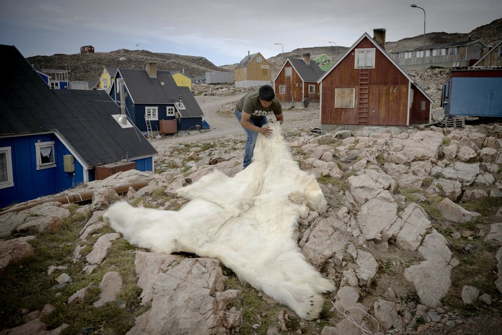 Caçador gronelandês desdobra pele de urso polar em Ittoqqortoormiit — Foto: OLIVIER MORIN/AFP